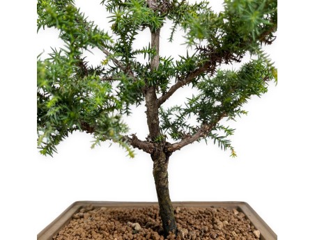 Cryptomeria japonica - 54 cm