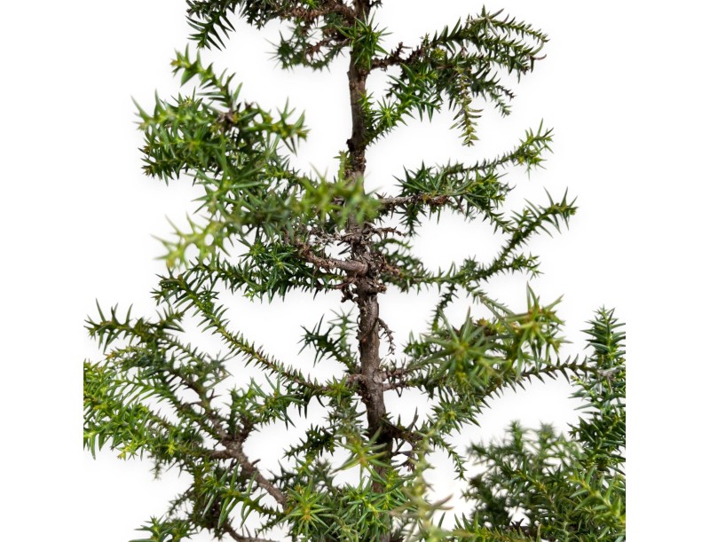 Cryptomeria japonica - 54 cm