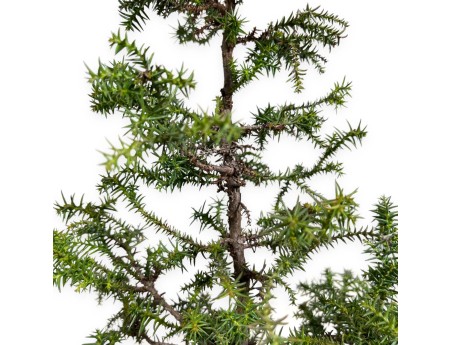 Cryptomeria japonica - 54 cm
