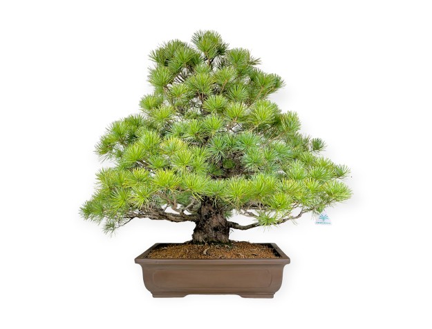 Pinus pentaphylla - Den - 83 cm
