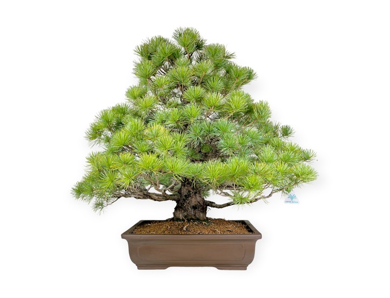 Pinus pentaphylla - Den - 83 cm