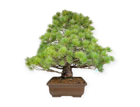 Pinus pentaphylla - Den - 83 cm