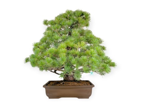 Pinus pentaphylla - Pin à cinq aiguilles - 83 cm
