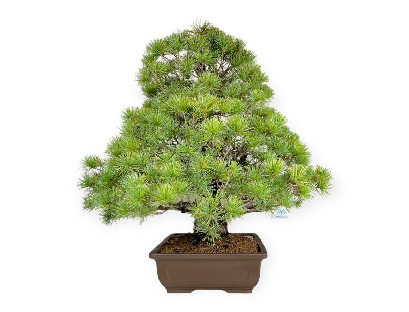 Pinus pentaphylla - Pine five needles - 83 cm