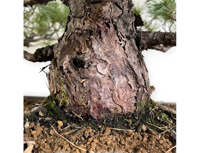 Pinus pentaphylla - Pino - 83 cm