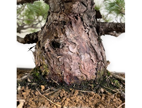 Pinus pentaphylla - Pin à cinq aiguilles - 83 cm