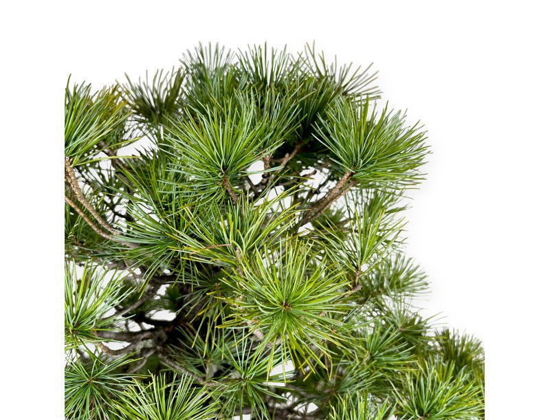 Pinus pentaphylla - Pin à cinq aiguilles - 83 cm
