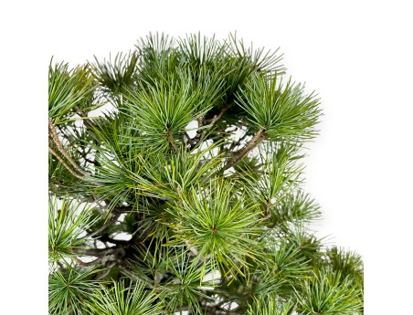 Pinus pentaphylla - Pin à cinq aiguilles - 83 cm