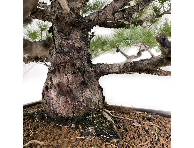 Pinus pentaphylla - Pino - 83 cm