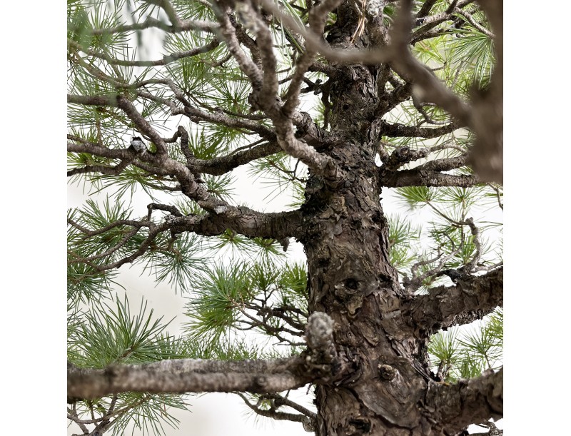 Pinus pentaphylla - Pino - 83 cm