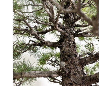 Pinus pentaphylla - Den - 83 cm