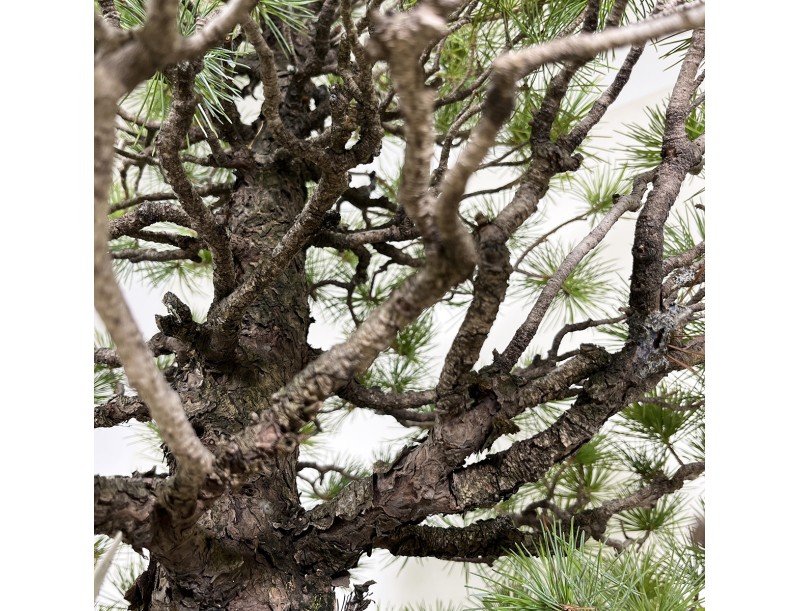 Pinus pentaphylla - Pino - 83 cm