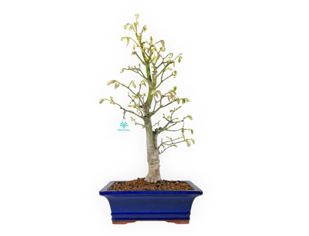 Acer palmatum Tsumabeni - Maple - 55 cm