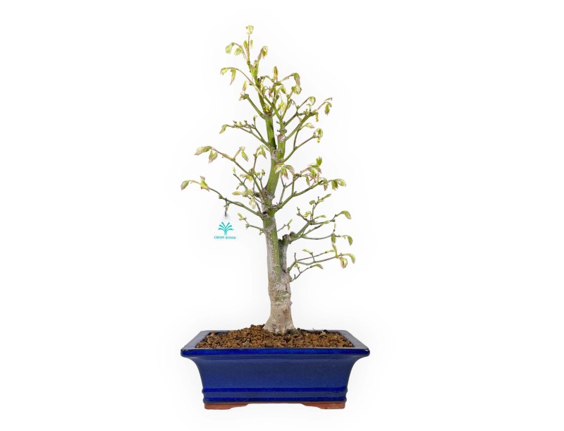 Acer palmatum Tsumabeni - Arce - 55 cm