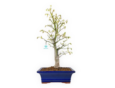 Acer palmatum Tsumabeni - Acero - 55 cm