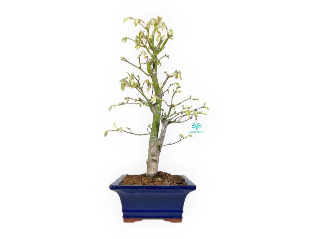 Acer palmatum Tsumabeni - Érable - 55 cm 2