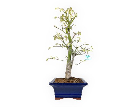 Acer palmatum Tsumabeni - Ahorn - 55 cm