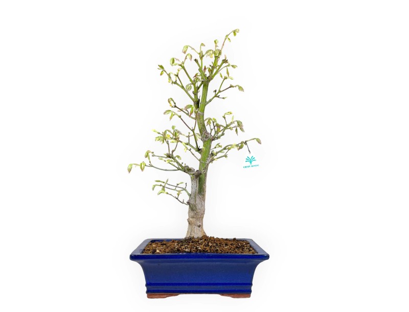 Acer palmatum Tsumabeni - Ahorn - 55 cm