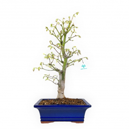 Acer palmatum Tsumabeni - Maple - 55 cm