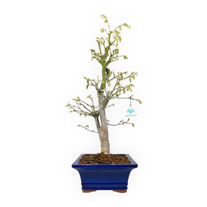 Acer palmatum Tsumabeni - Maple - 55 cm