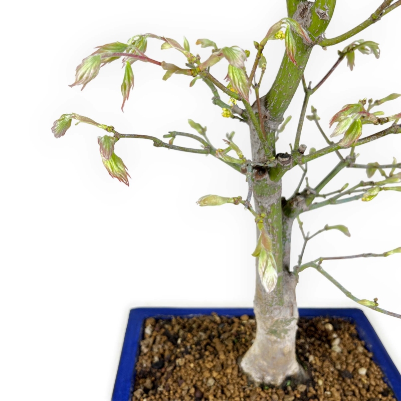 Acer palmatum Tsumabeni - Acero - 55 cm
