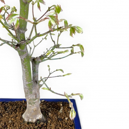 Acer palmatum Tsumabeni - Maple - 55 cm