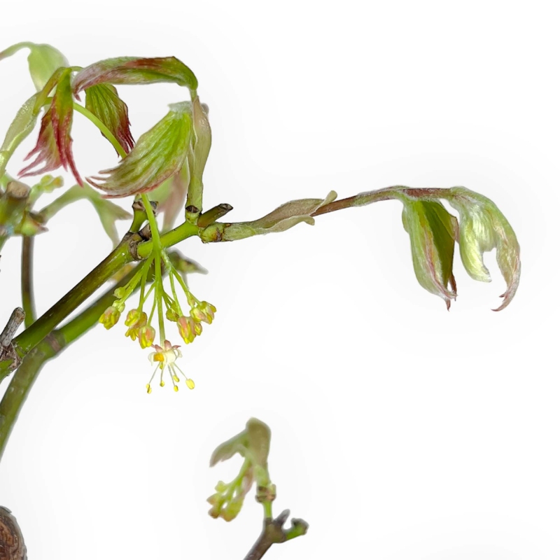 Acer palmatum Tsumabeni - Érable - 55 cm