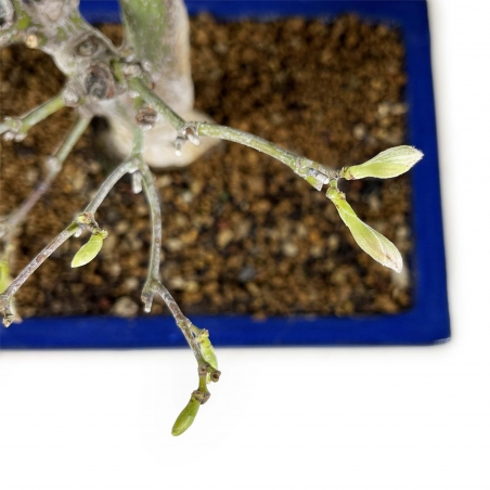 Acer palmatum Tsumabeni - Ahorn - 55 cm