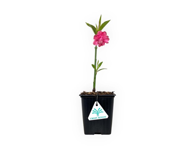 Prunus persica taoflora red - 32 cm