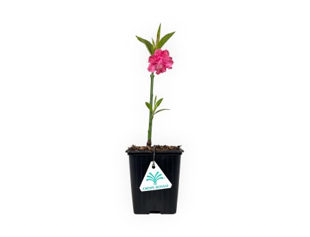 Prunus persica taoflora red - 32 cm