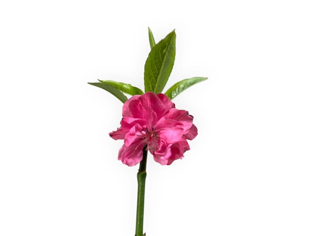 Prunus persica taoflora red - 32 cm 2