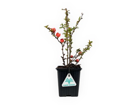 Chaenomeles Superba Red Joy - 30 cm