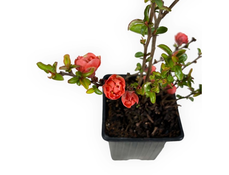 Chaenomeles Superba Red Joy - 30 cm
