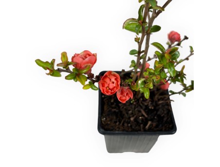 Chaenomeles Superba Red Joy - 30 cm