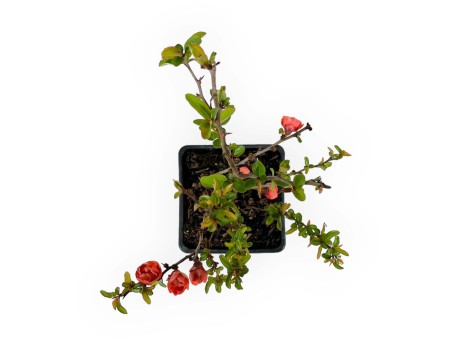 Chaenomeles Superba Red Joy - 30 cm