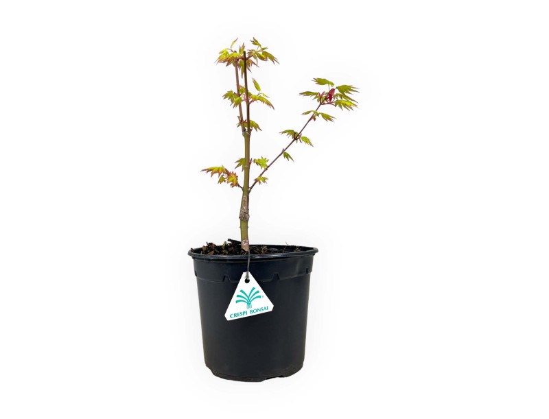 Acer palmatum orange dream - Maple - 37 cm