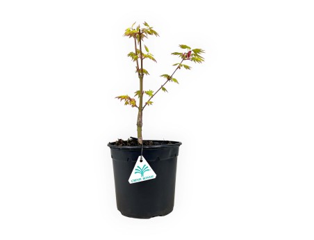 Acer palmatum orange dream - Érable - 37 cm