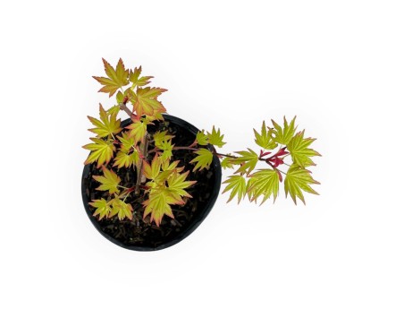 Acer palmatum orange dream - Érable - 37 cm