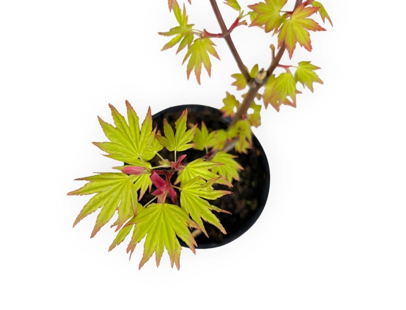 Acer palmatum orange dream - Acero - 37 cm