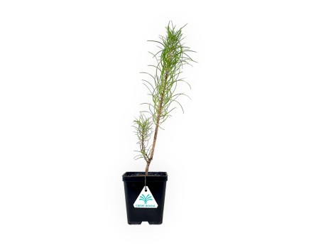 Pinus nigra Corsicana - 41 cm