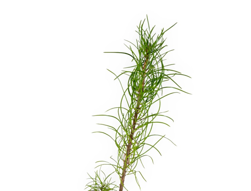 Pinus nigra Corsicana - 41 cm