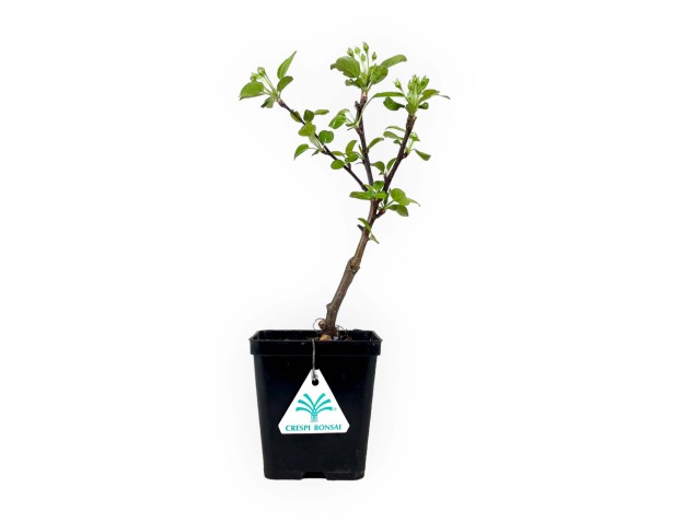 Malus evereste - 30 cm