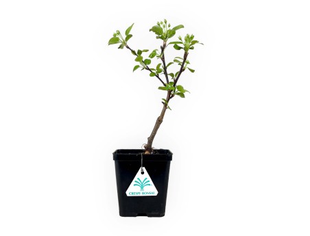 Malus evereste - Melo - 30 cm