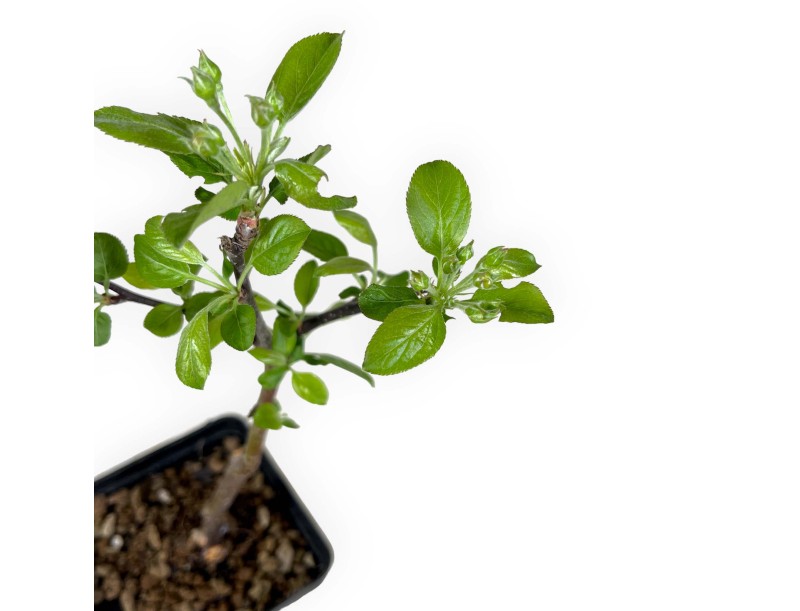 Malus evereste - Melo - 30 cm