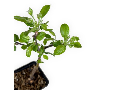Malus evereste - Melo - 30 cm