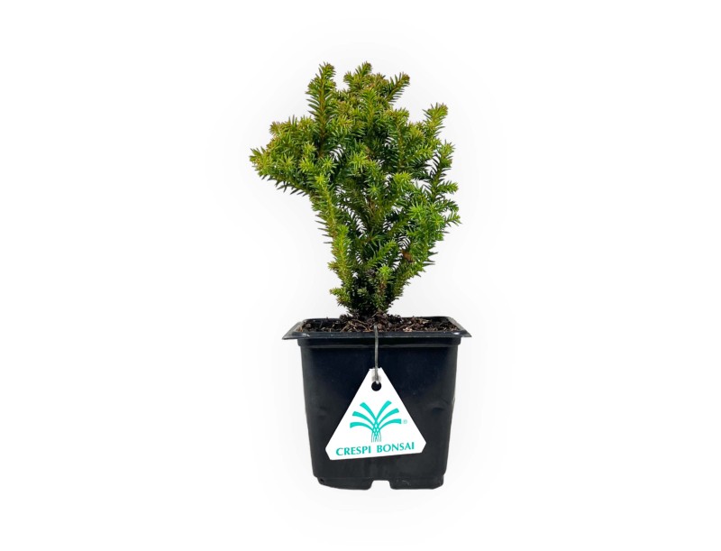 Cryptomeria japonica vilmoriniana - 21 cm