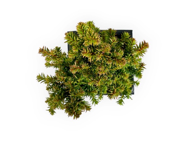 Cryptomeria japonica vilmoriniana - 21 cm 2