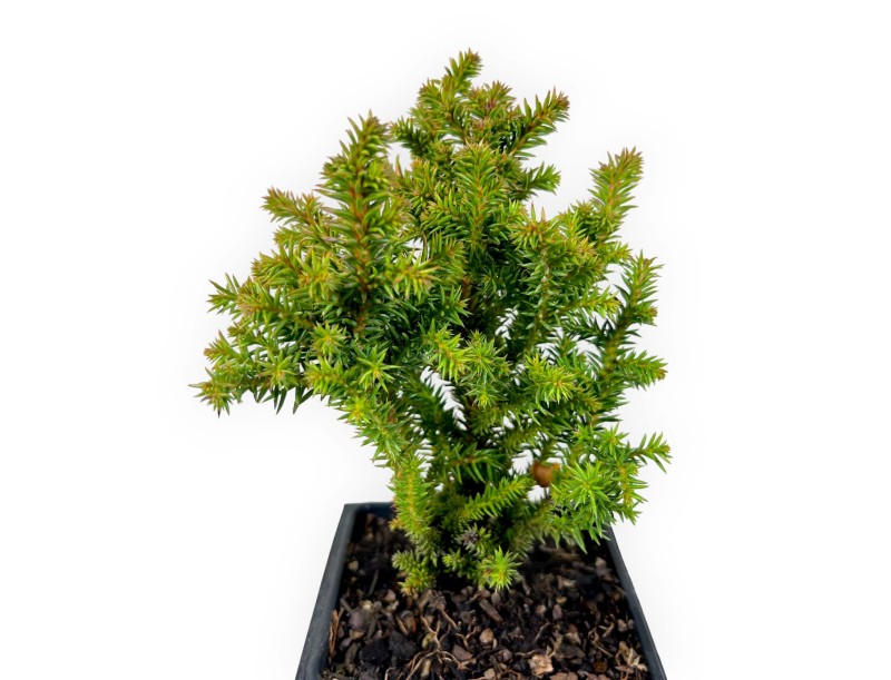 Cryptomeria japonica vilmoriniana - 21 cm