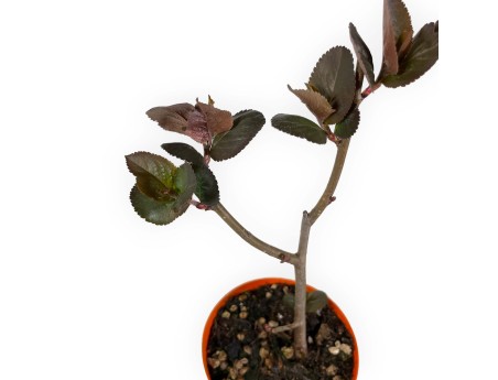 Aronia melaocarpa - 34 cm