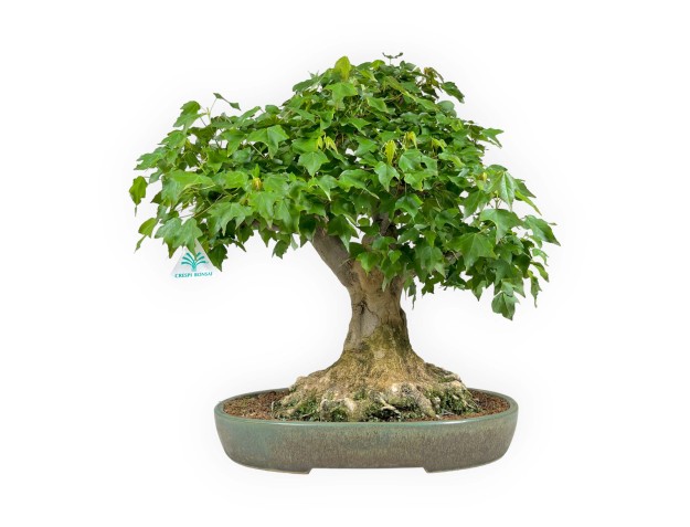 Acer buergerianum - acero - 57 cm